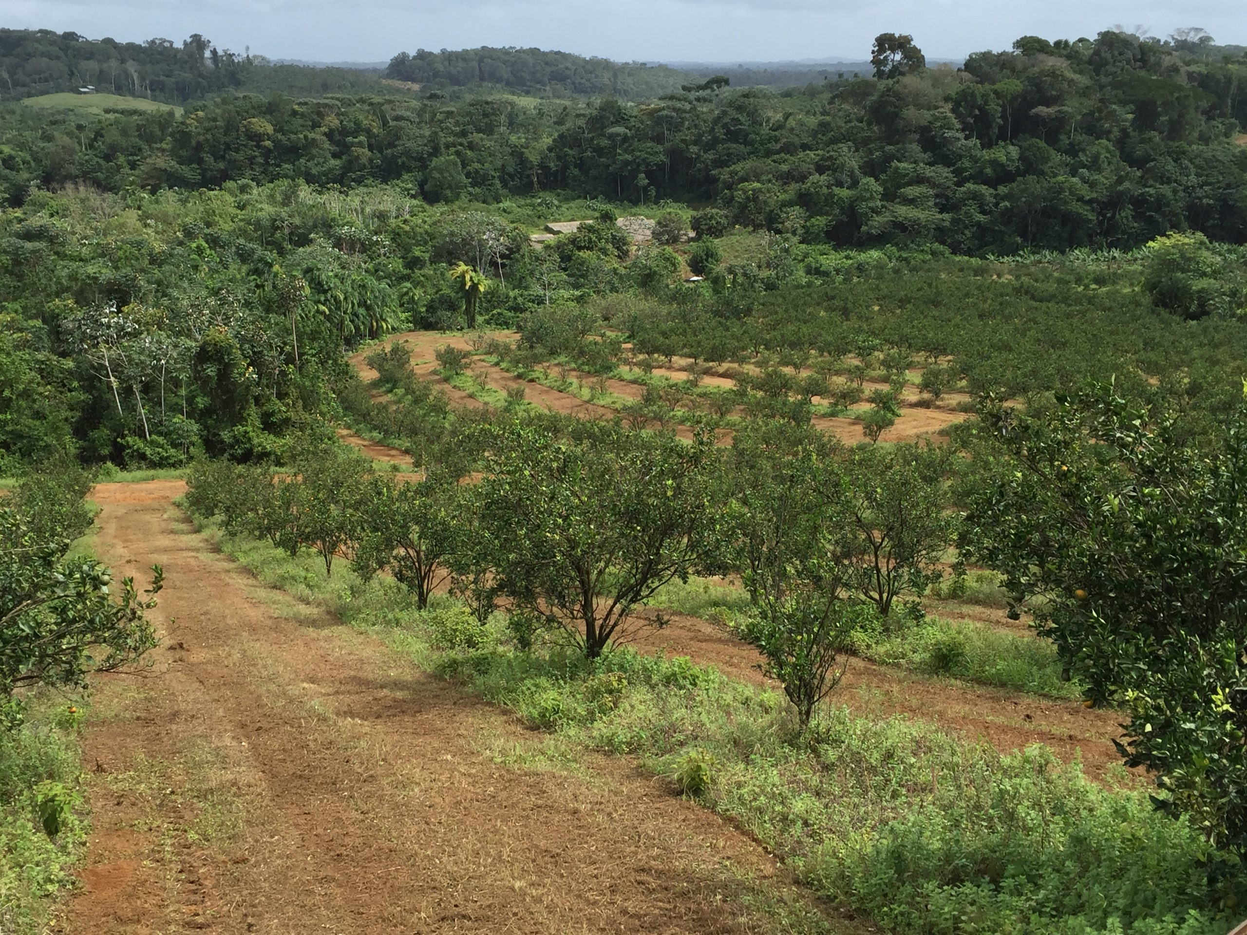 Contribuer au développement économique de la filière agricole guyanaise en finançant ses besoins d’infrastructure donne un véritable sens à votre impôt. Vous avez la certitude que celui-ci est utile à l’économie locale