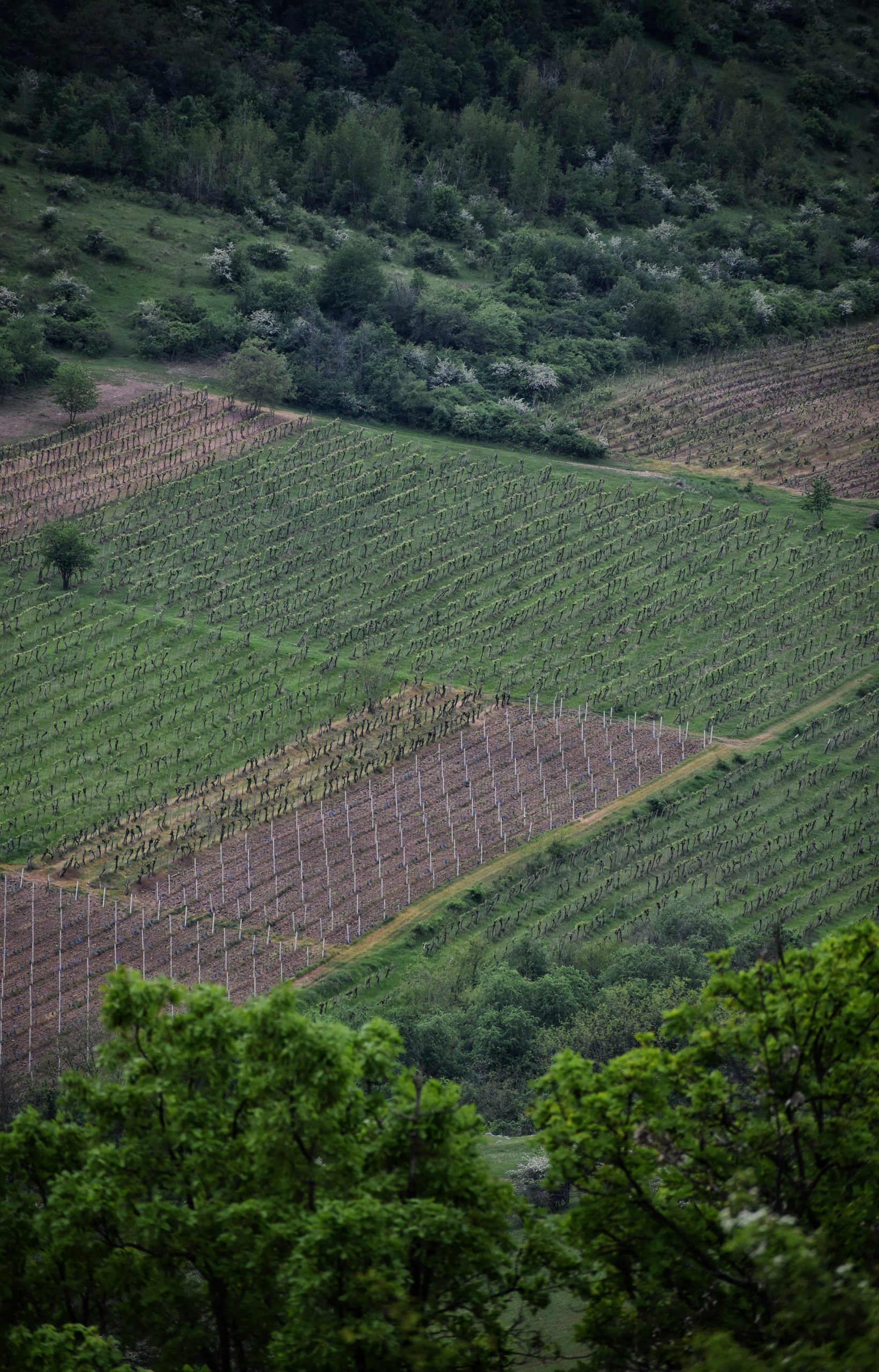 Bien maîtrisé, le Girardin permet d’allier performance fiscale, utilité économique et engagement citoyen en faveur des territoires ultramarins. Il incarne ainsi une opportunité rare : réduire significativement l’imposition de ses clients tout en soutenant des projets concrets sur le terrain. Dans un contexte de pression fiscale croissante, le Girardin mérite donc toute sa place dans l’arsenal d’un conseiller patrimonial avisé.