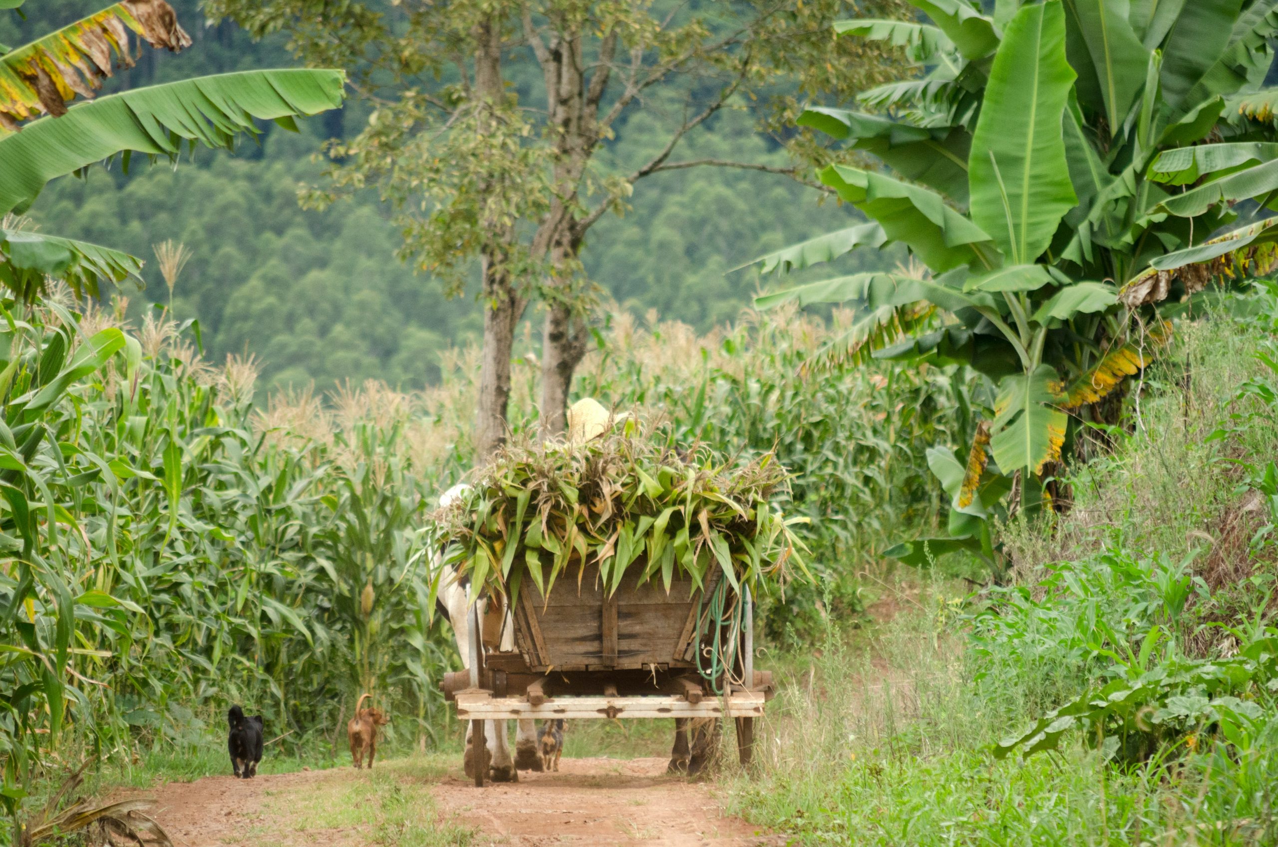 Le dispositif fiscal Girardin offre aux conseillers en gestion de patrimoine une solution efficace qui a fait ses preuves depuis plus de 20 ans pour réduire l’impôt sur le revenu de leurs clients tout en lui donnant du sens. Ainsi, chaque année, plus de 30 000 contribuables bénéficient d’une réduction jusqu’à 20% de l’impact financier de leur impôt sur le revenu en contrepartie de subventions d’investissements qu’ils réalisent, à fonds perdus, au profit du développement économique ultramarin.